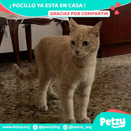Foto de mascota Pocillo