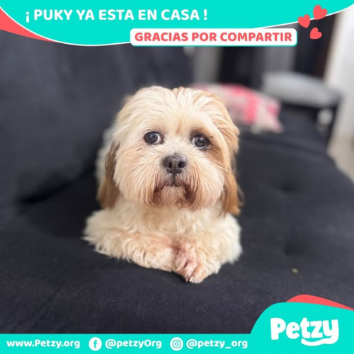 Foto de mascota Puky