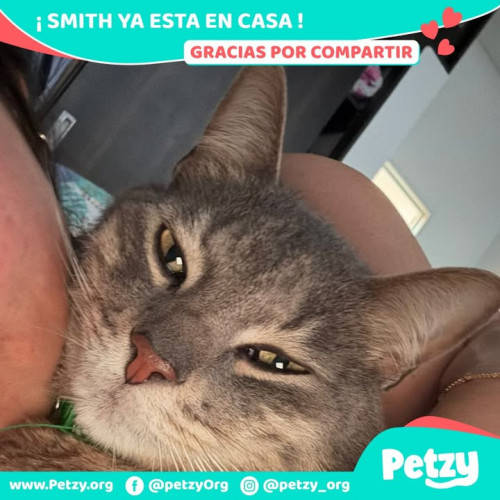 Foto de mascota Smith