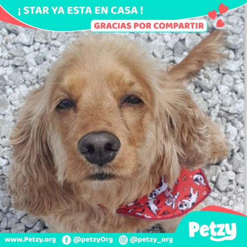 Foto de mascota Star