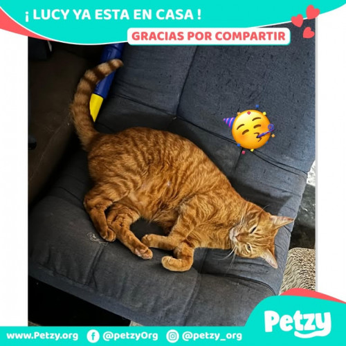 Foto de mascota Lucy