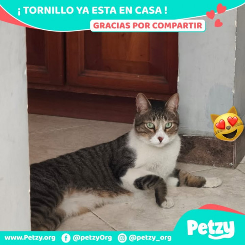 Foto de mascota Tornillo