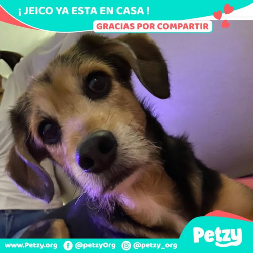 Foto de mascota Jeico