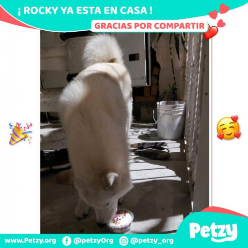 Foto de mascota Rocky