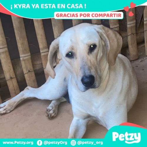 Foto de mascota Kyra