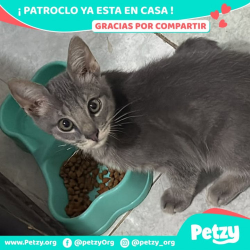 Foto de mascota Patroclo