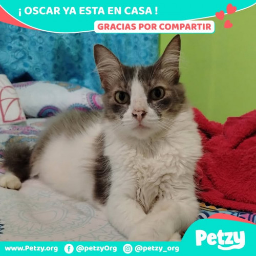 Foto de mascota Oscar