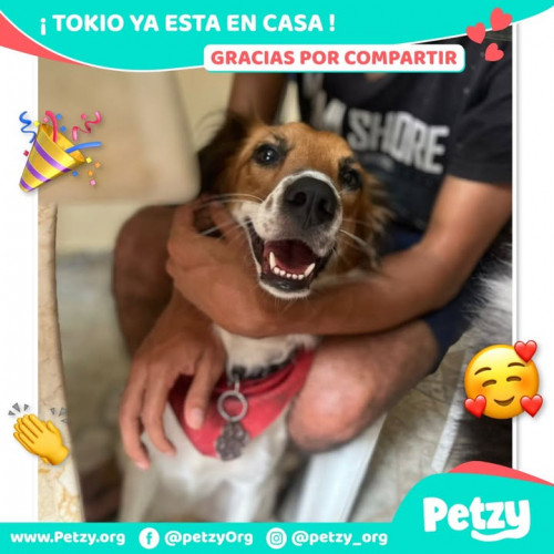 Foto de mascota Tokio