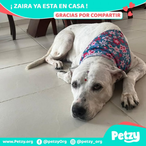 Foto de mascota Zaira