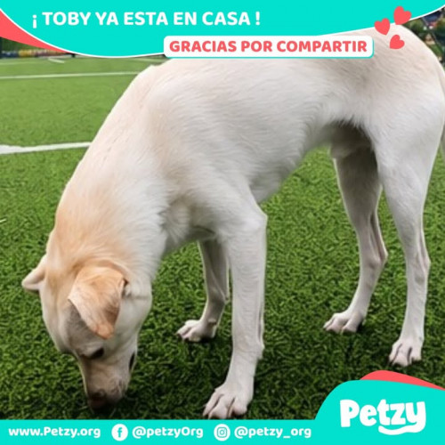 Foto de mascota Toby
