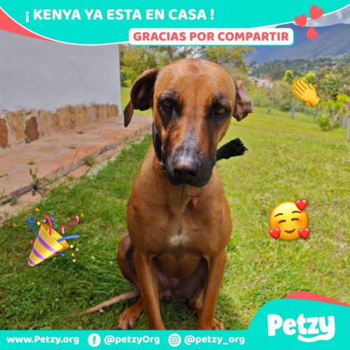 Foto de mascota Kenya