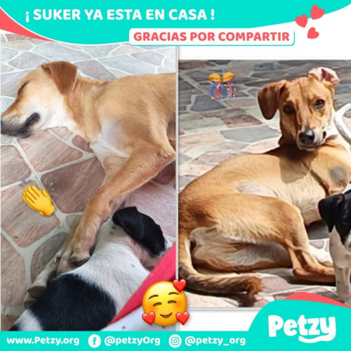 Foto de mascota Suker