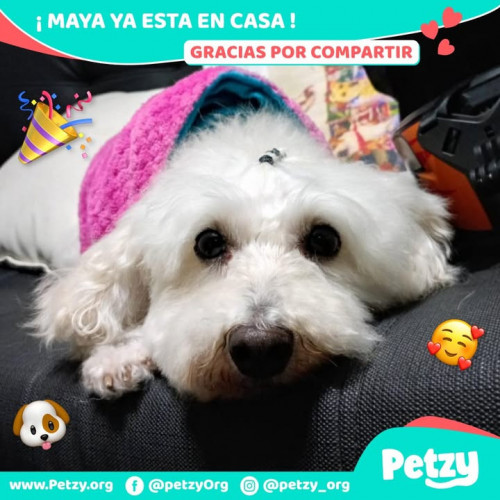 Foto de mascota Maya