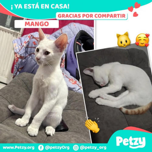 Foto de mascota Mango