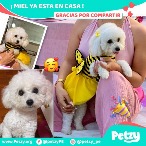 Foto de mascota Miel