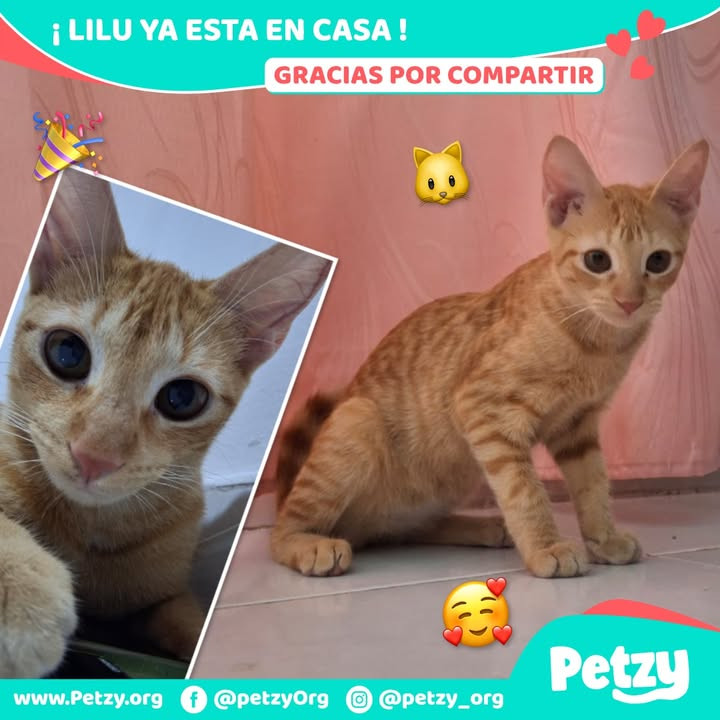 Lilu