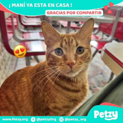 Maní