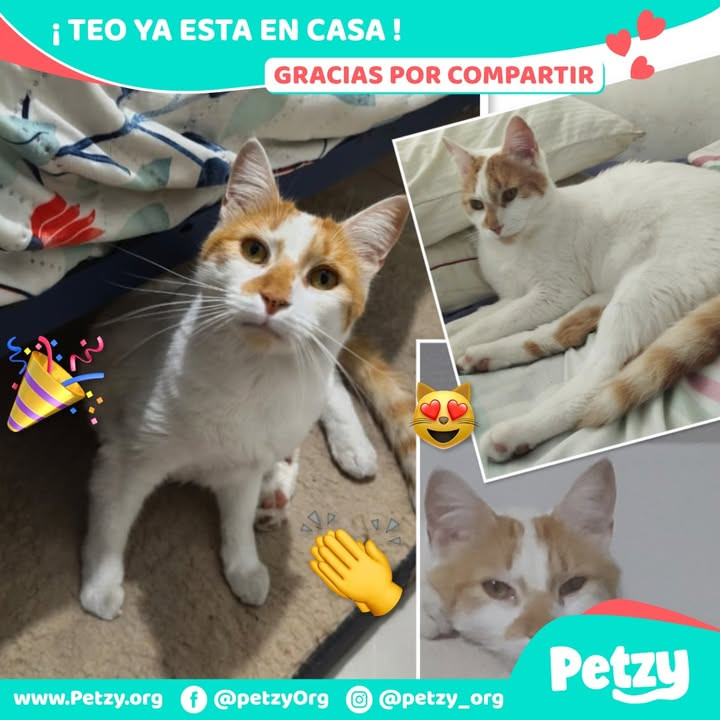Teo