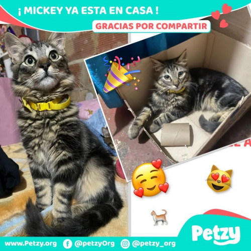 Mickey