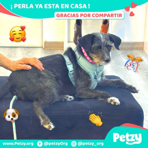 Perla