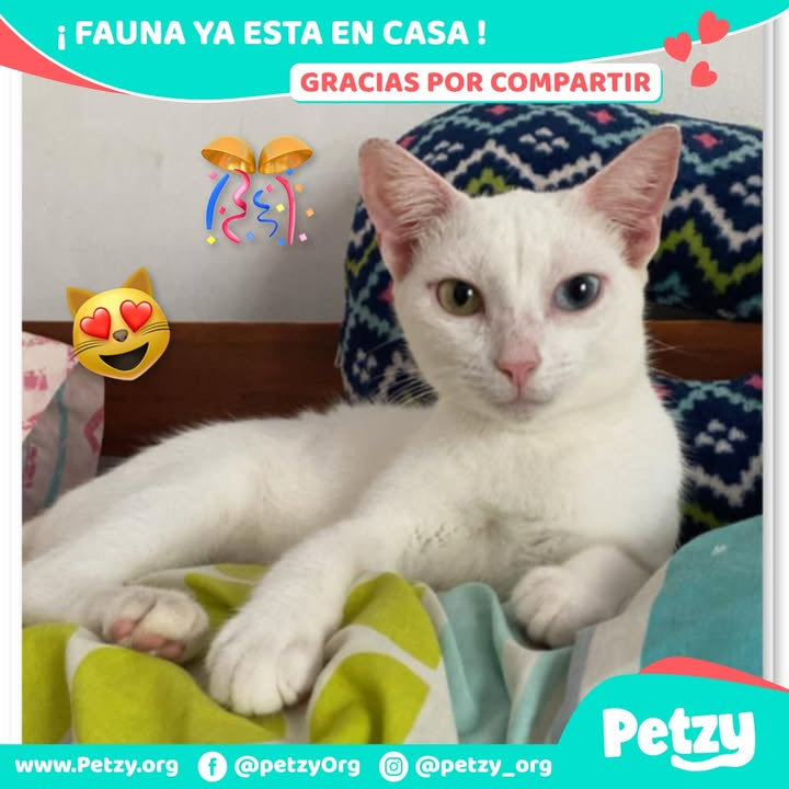 Fauna