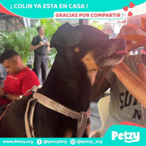 Colin