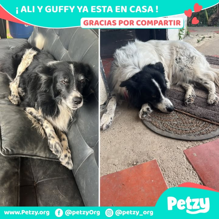 Ali Y Guffy