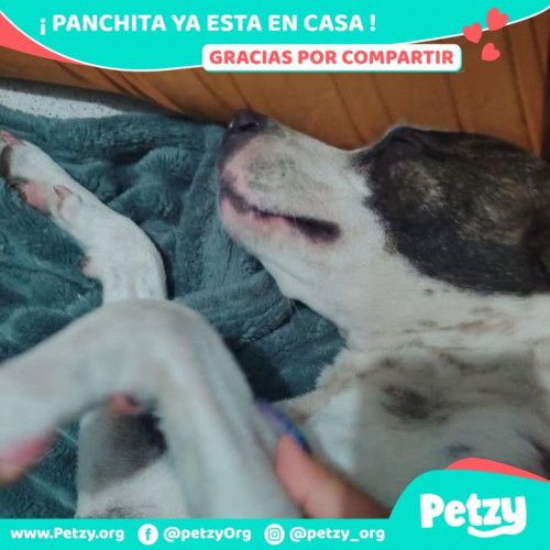 Panchita