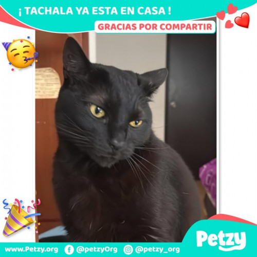 Tachala