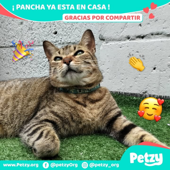 Pancha
