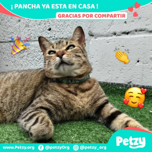 Pancha