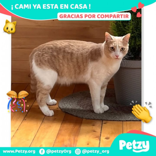 Cami