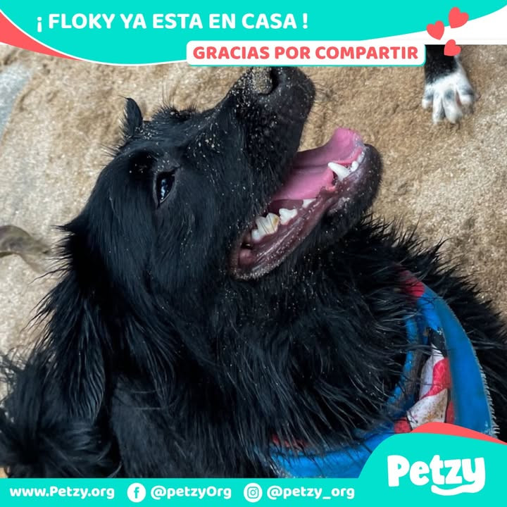 Floky