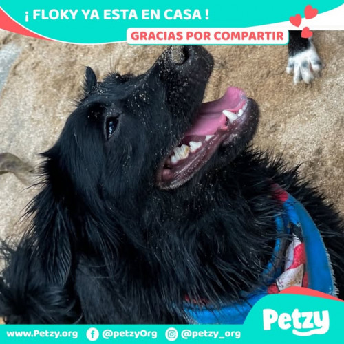 Floky