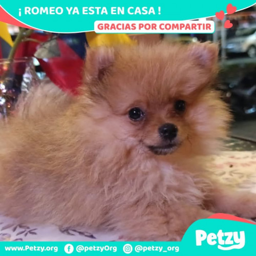 Romeo