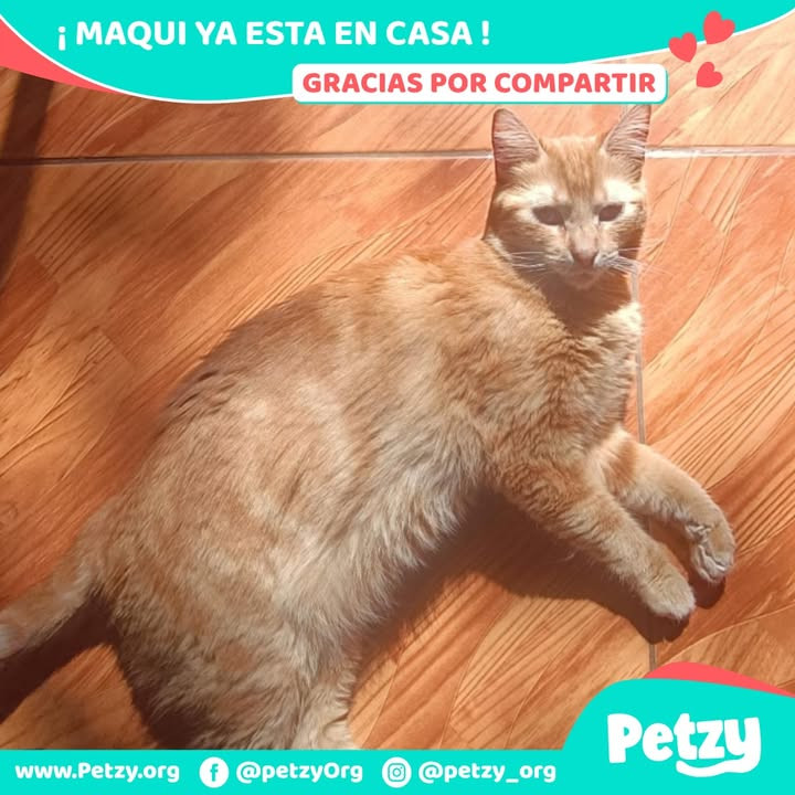 Maqui