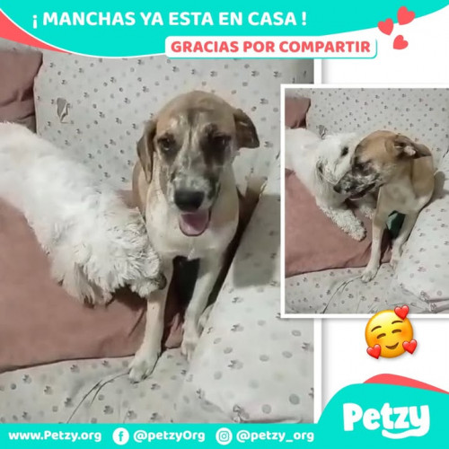 Manchas