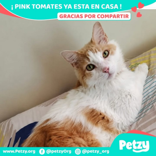 Pink Tomates