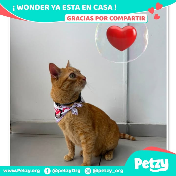 Wonder