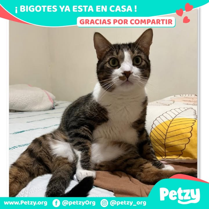 Bigotes