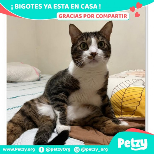 Bigotes
