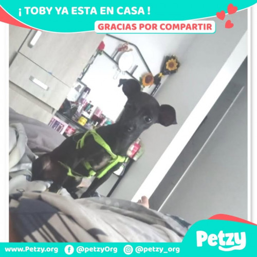 Toby