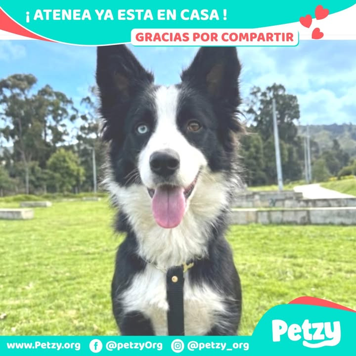 Atenea