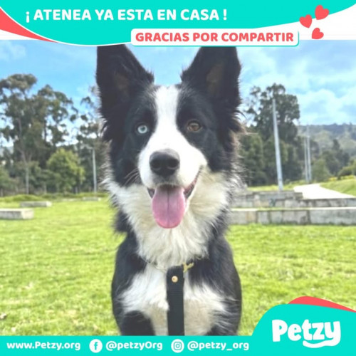 Atenea